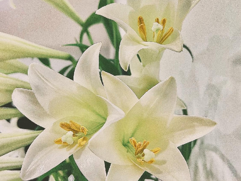 Easter Lillies