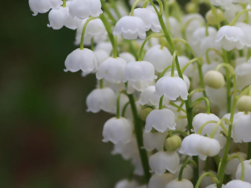 Lily of thev Valley