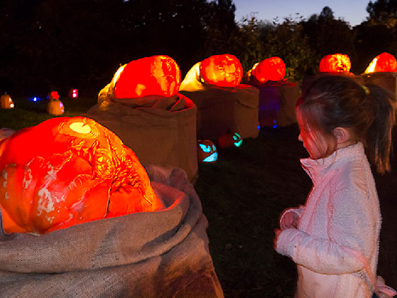 Chicago Botanic Gardens - Night of 1,000 Jack-o'-Lanterns