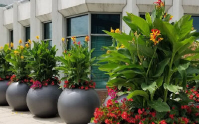 Bring Color to Your Property this Summer with Our Flower Displays